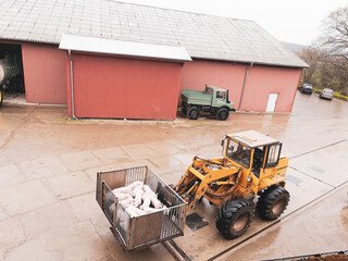 some young pigs are transferred with a wheel loader in a pig farm
