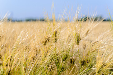 Dense thickets of ripe barley in the field in summer