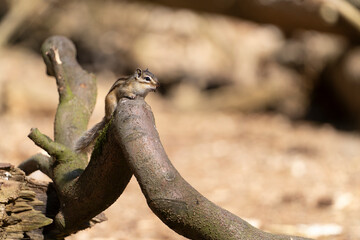 Siberian chipmunk (Eutamias sibiricus) in a forest in Tilburg Noord Brabant in the Netherlands