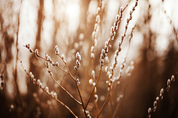 Fluffy willow buds on thin graceful branches bloom in early sunny spring. Palm Sunday. Nature.