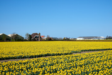 Yellow daffodil field with blue sky between businesses and houses
