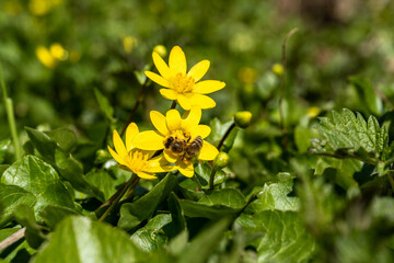 Scharbockskraut: Faszinierender Natur Frühjahrsspaziergang. Die leuchtend gelben Blüten sind eine...