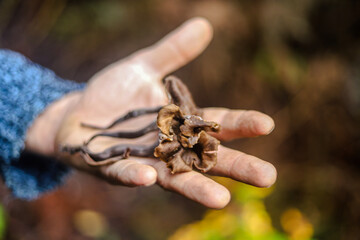 Organic edible native mushrooms collected in a forest in Portugal collected and presented in a hand.