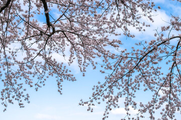 Blossoming cherry branches against the background of a blue sky, soft focus. Spring nature background with blooming trees. 