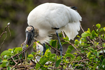 Woodstork feeding chick