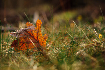 autumn leaf lies in dry grass. A dried oak leaf lies on the grass. Autumn leaf close-up. Faded autumn grass. natural background, autumn season. nature in the park. space for text