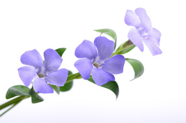 Fototapeta na wymiar Purple periwinkle flowers on a white background.