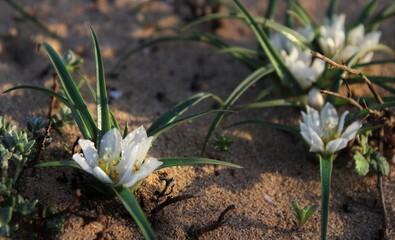 Delicate white desert flowers blooming. 