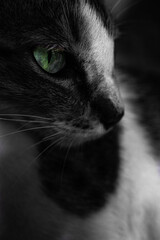 macro photograph of the cats green eye where the Green eyed cat having a keen look at something.