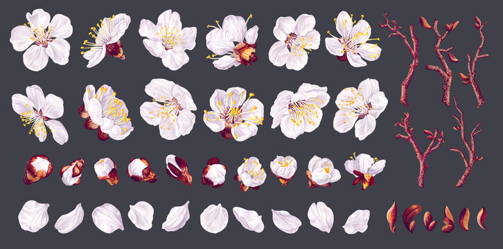 Big set of apricot flowers. Realistic white vector flowers, petals, buds, twigs and one ready-to-use fruit tree branch. From this set you can compose your own branches and flower arrangements.