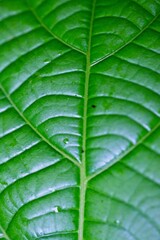 Macro shot of symmetry and patterns in nature, Costa Rica.