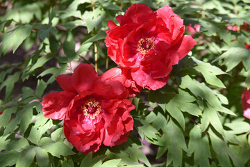 Pivoine rouge au jardin