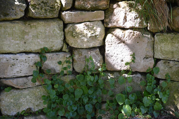 Muret de jardin avec plantes