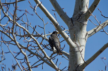 A Robin on a Branch