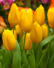 Tulip Strong Gold, buttercup yellow tulips with their classic form and intense colour