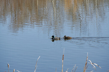 A Mallard Couple in the Water