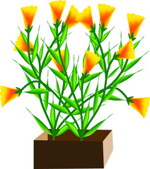 CARNATION TRANSPARENT BACKGROUND