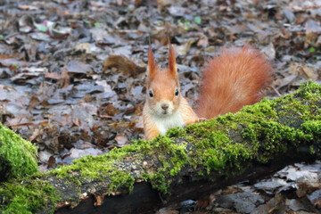 red squirrel in the park