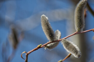 Pussy Willows in the Spring