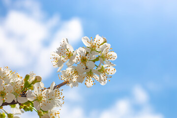 Blooming branch of sakura flowers, against the blue sky on a spring day. Beautiful floral background, copy space