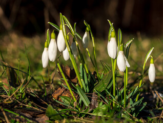 Snowdrop flowers in the grass at the morning