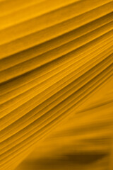 close up of a yellow background