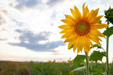 Sunflower flower in the field in summer. Natural background