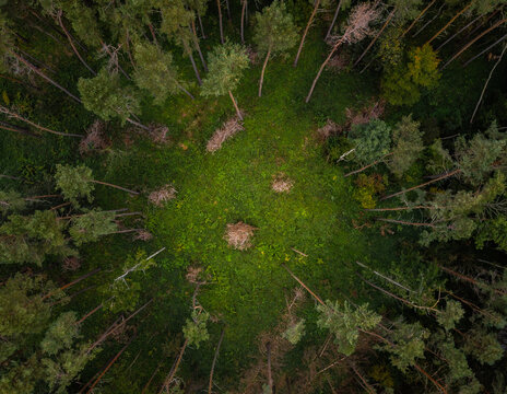 Circle of trees in the middle of the forest in Czech Republic, near Svitavy town