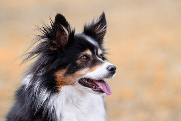 Australien Shepherd, Mini-Aussie