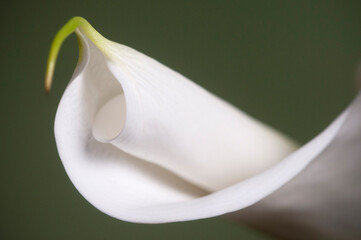 Calla lily flower close up shot