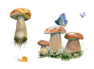 Watercolor painting illustration. Mushroom set on white background. - 430854183