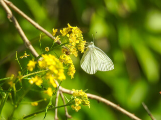 butterfly on a flower