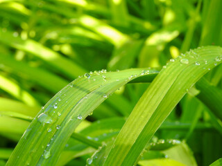 dew on grass
