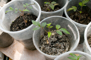 Green tomato seedlings in cups on the windowsill