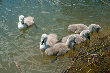 pair of swans with little swans