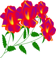 CARNATION TRANSPARENT BACKGROUND