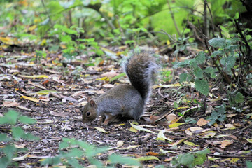 A close up of a Grey Squirrel