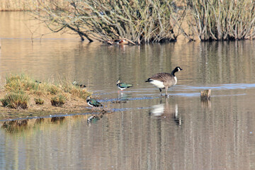 A view of some Geese and Lapwings at Shrewsbury