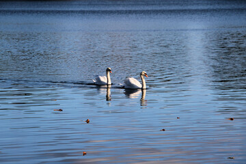 2 Mute Swans on Ellesmere Lake