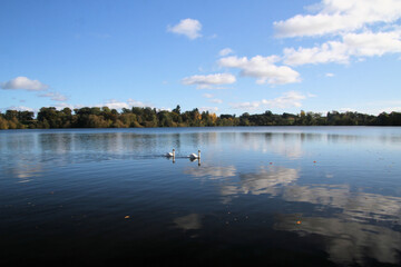 2 Mute Swans on Ellesmere Lake