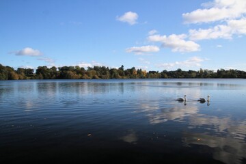 Fototapeta premium 2 Mute Swans on Ellesmere Lake