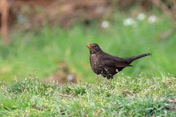 die Amsel am Boden