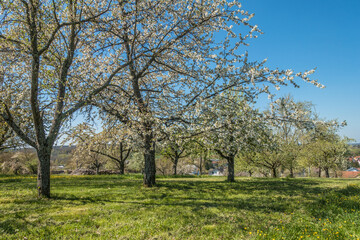 Fototapeta na wymiar Blühende Obstbäume im Frühjahr