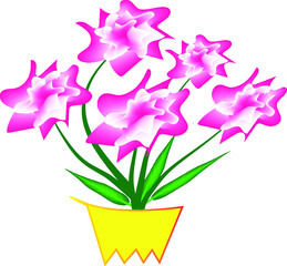 CARNATION TRANSPARENT BACKGROUND