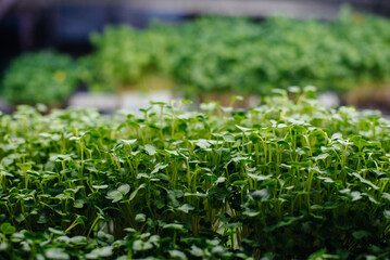 Juicy and young sprouts of micro greens in the greenhouse. Growing seeds. Healthy eating