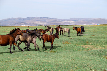 Obraz premium wild horses in cappadocia
