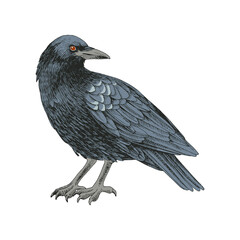 Graphic black crow isolated on white background.