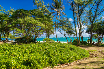 trees on beach hawaii