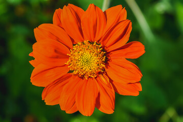 Orange zinnia with yellow stamens.
