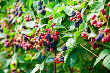 ripe and unripe blackberries growing on the bush